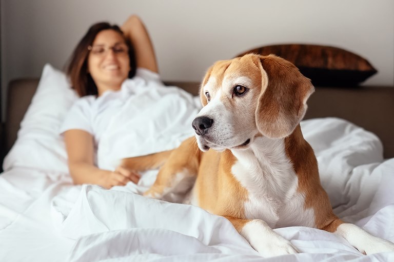 Pet-Friendly Accommodations, Glendale
